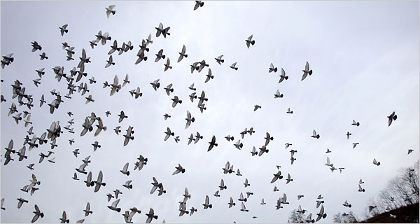 Large flock of birds flying against a pale gray sky, dynamic and scattered composition, monochrome mood